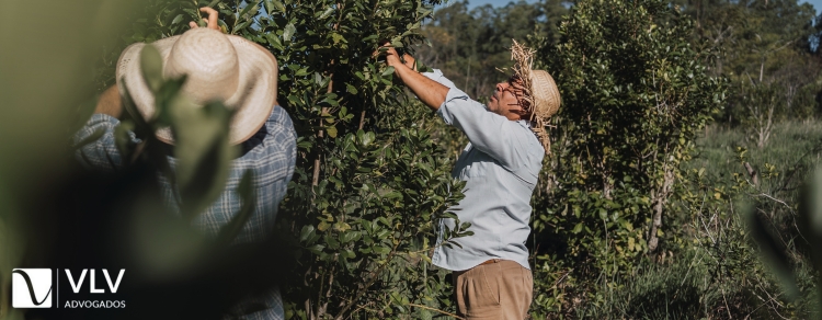 Quais são os direitos do trabalhador rural em caso de doença ocupacional?