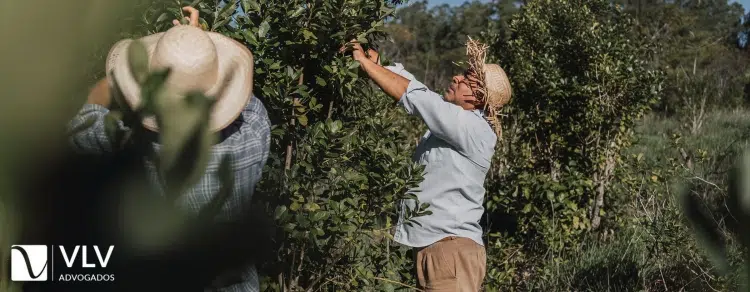 Quais são os direitos do trabalhador rural em caso de doença ocupacional?