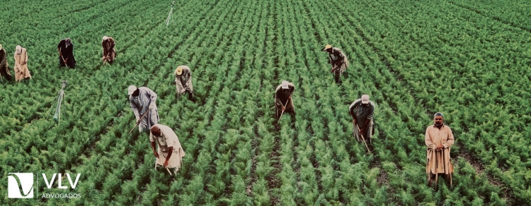 O que é estabilidade no emprego para o trabalhador rural?