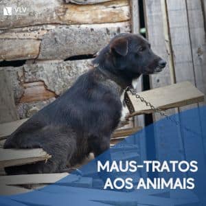 Maus Tratos aos Animais 2