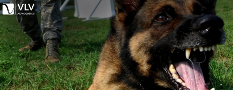 Ataques de cachorro: de quem é a culpa? 1 Ataques de cachorro: de quem é a culpa?