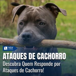 Ataques de cachorro: de quem é a culpa?