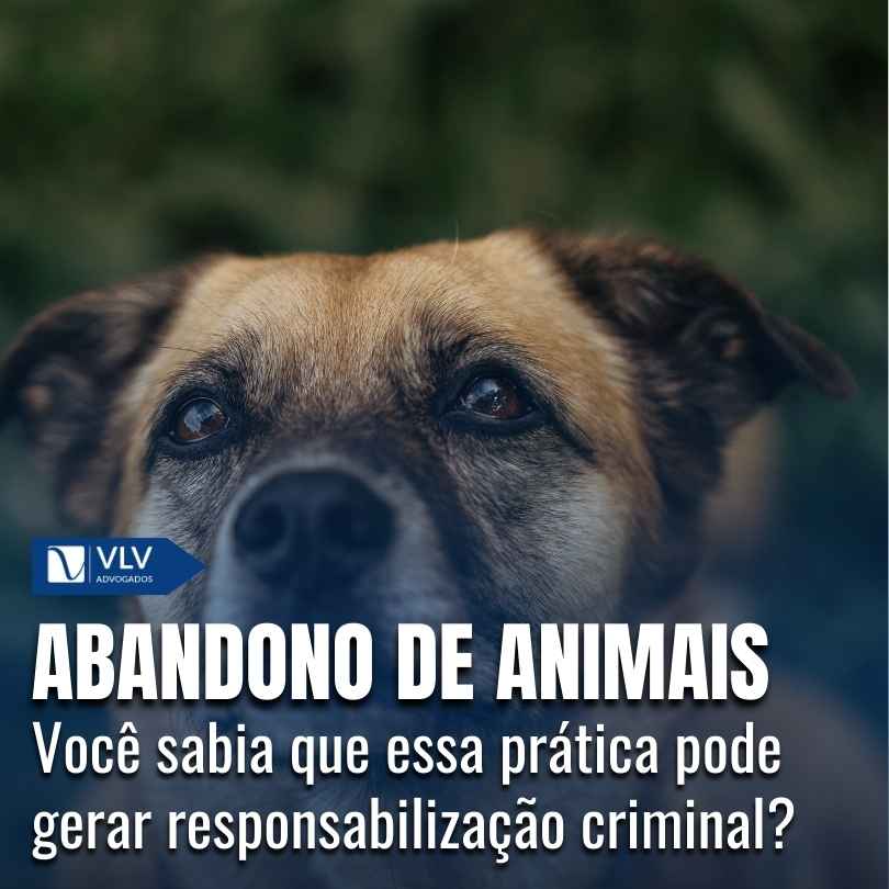 Abandono de animais