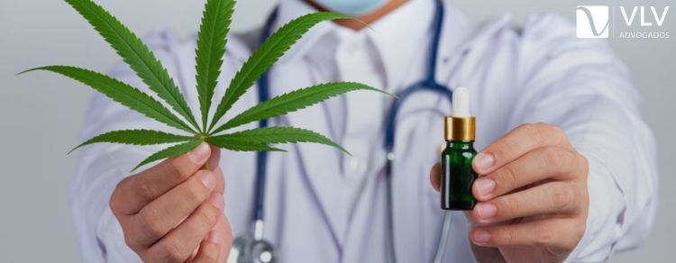 Maconha: Saiba quando o uso medicinal é liberado no Brasil! 1 Maconha: Saiba quando o uso medicinal é liberado no Brasil!
