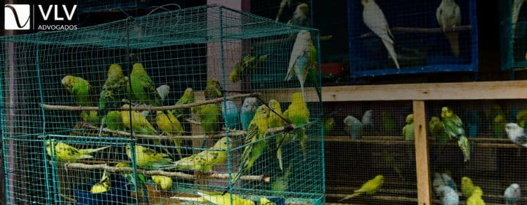 O Tráfico de Aves Ilegais no Brasil: Impactos e Consequências 