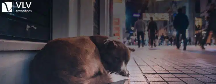 Abandono de animais é crime! Saiba como ajudar a combater.