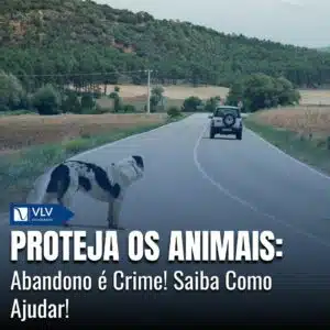 Abandono de animais é crime! Saiba como ajudar a combater.