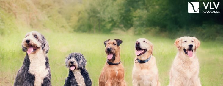 Abandono de animais é crime no Brasil? Entenda tudo! 1 imagem de cachorros representando abandono de animais
