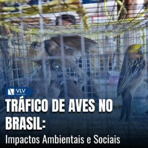 O Tráfico de Aves Ilegais no Brasil: Impactos e Consequências