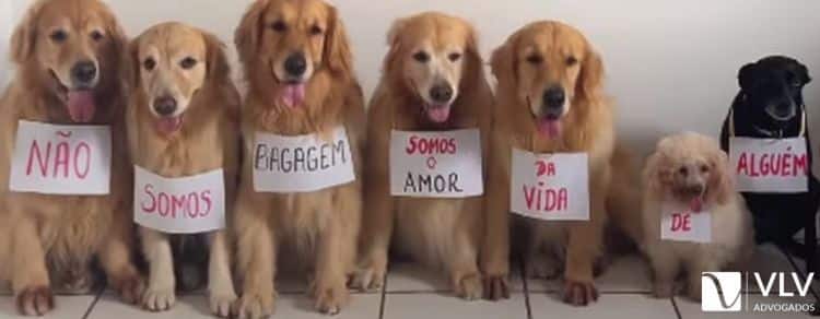 viagem com animais caso joca