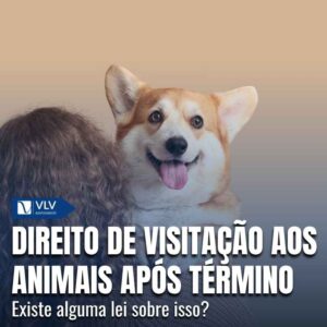 direito de visitação aos animais vlv advogados