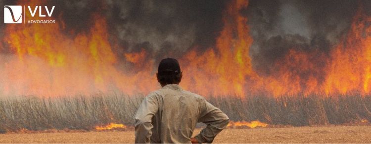 Incêndios no Brasil: Desastre Ambiental e Responsabilidade