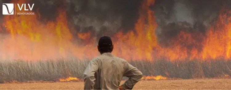 Incêndios no Brasil: Desastre Ambiental e Responsabilidade