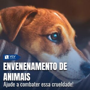 Envenenamento de animais é crime e dá cadeia! Como denunciar? 2 envenenamento de animais