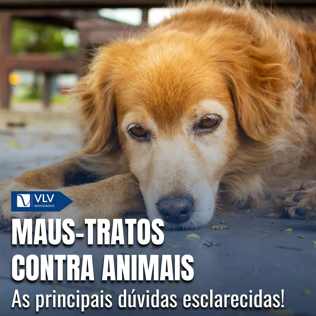 10 principais dúvidas sobre crimes contra animais