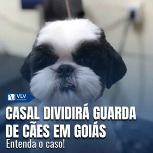 Casal divorciado terá guarda compartilhada de cães em Goiás 4 Casal divorciado terá guarda compartilhada de cães em Goiás