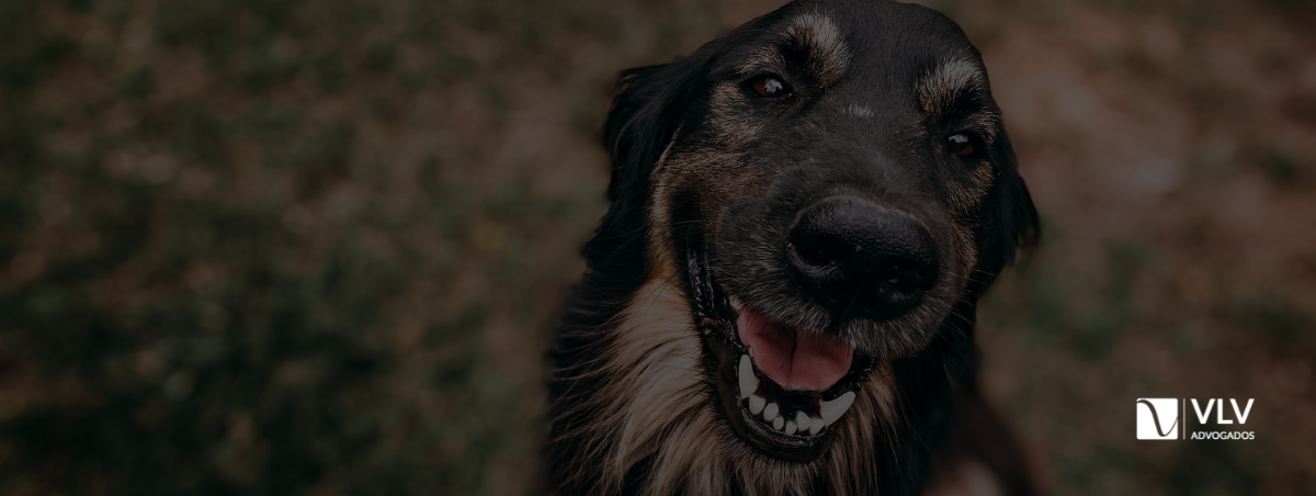 Imagem representando cachorro tem direito à pensão alimentícia.