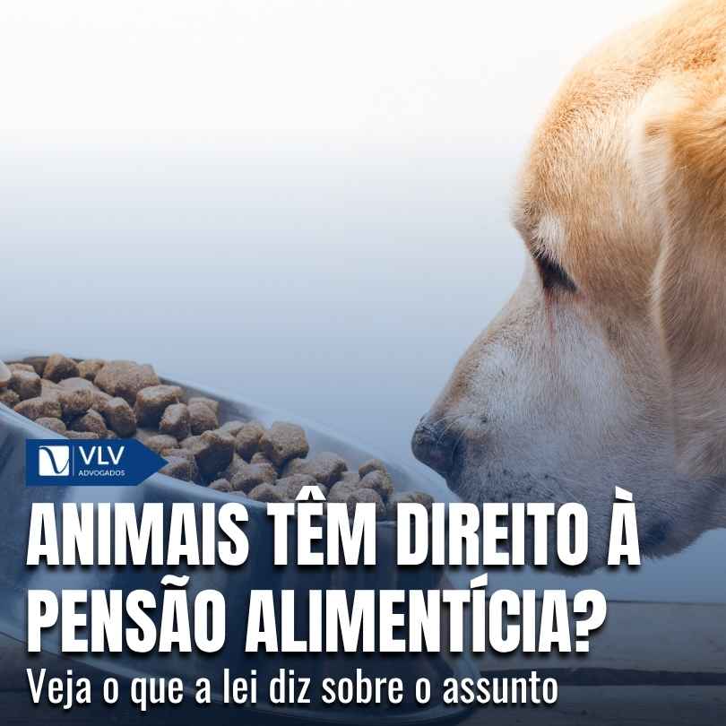 cachorro tem direito à pensão alimentícia vlv advogados