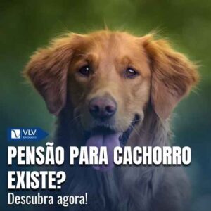 CapasCami 2025 08 05T110443.160