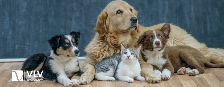 Bem semovente: o que significa esse termo pouco conhecido? 3 imagem representando bem semovente pet
