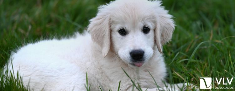 cachorro representando guarda compartilhada de pets
