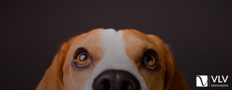 cachorro representando animais no direito de família